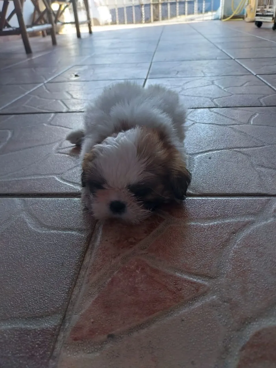 Filhote de Shih Tzu para venda