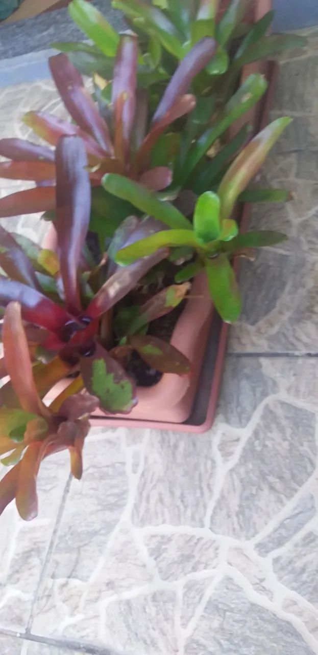 Bromélias Rubi - Foto 4