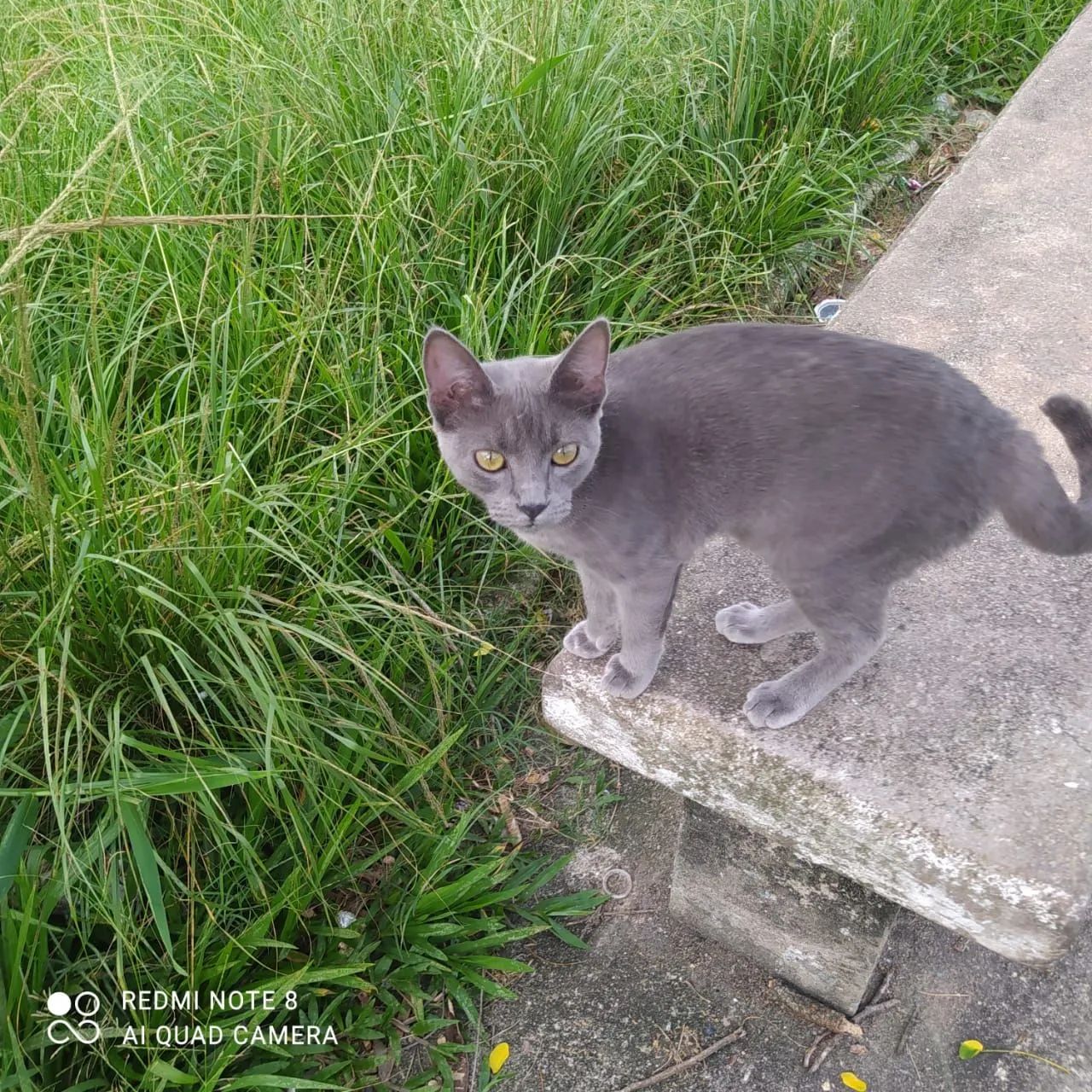 Gato Cinza Adotável