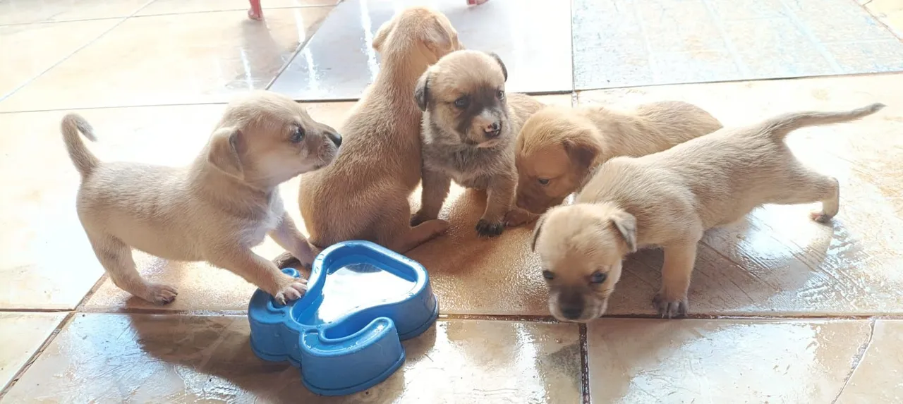 Filhotes de cachorro adoráveis à procura de um lar!