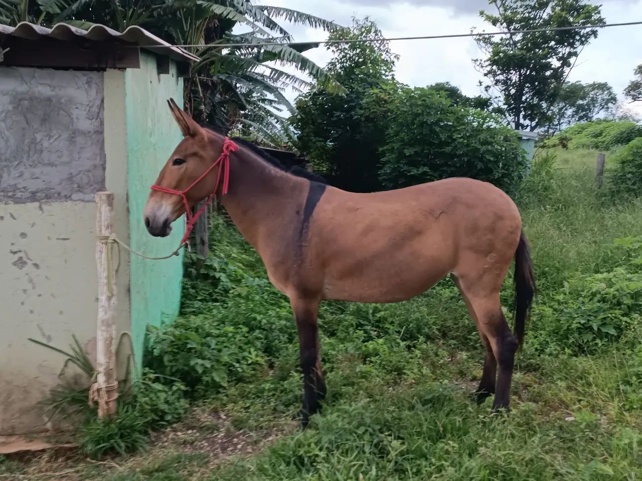 Mula para venda - Foto 2