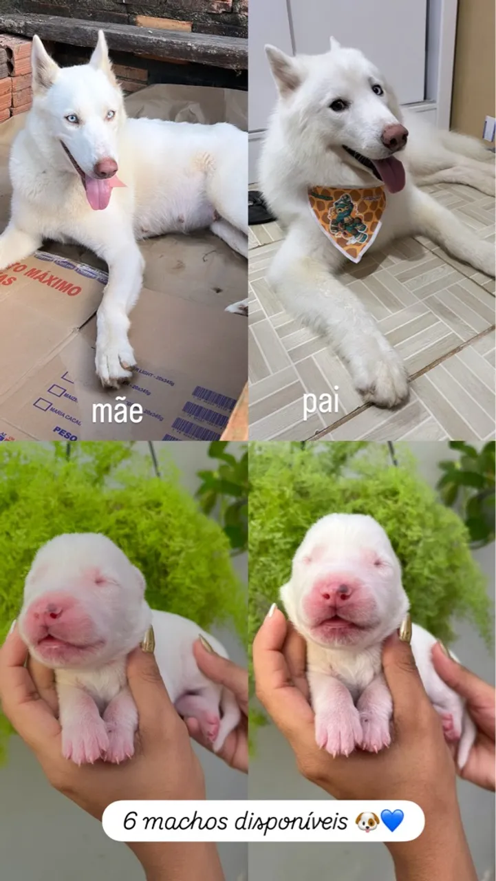 Filhotes de Husky Siberiano à venda!