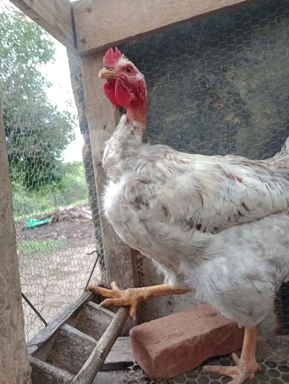 Frango pescoço pelado pedrês - Foto 3