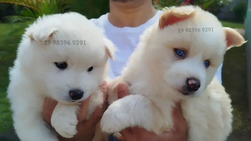 Filhotes de Pomsky com carinha de Lulu da Pomerânia disponiveis  - Foto 4