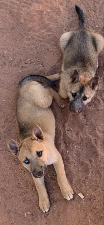 Doa pastor de malinois - Foto 2