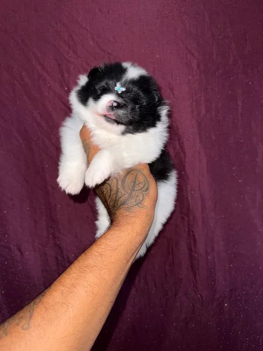 Filhote de Spitz alemão - macho branco com marcação preta  - Foto 2