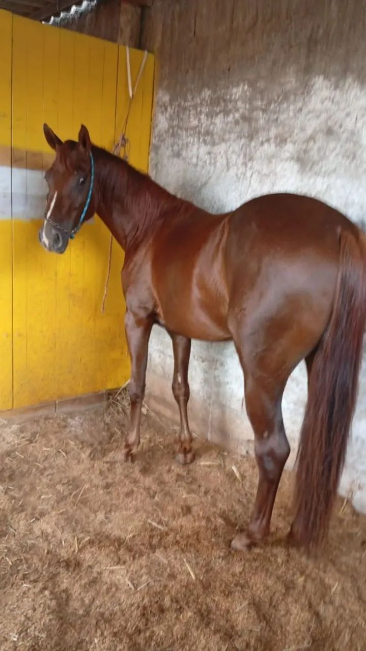 Vendo potro quarto de milha puro porém sem registro potro novo já iniciado na doma  - Foto 2