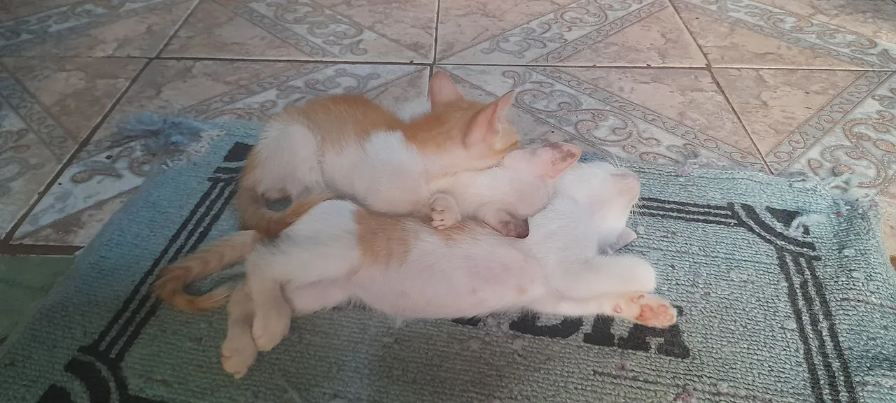 Filhotes de gatos para adoção