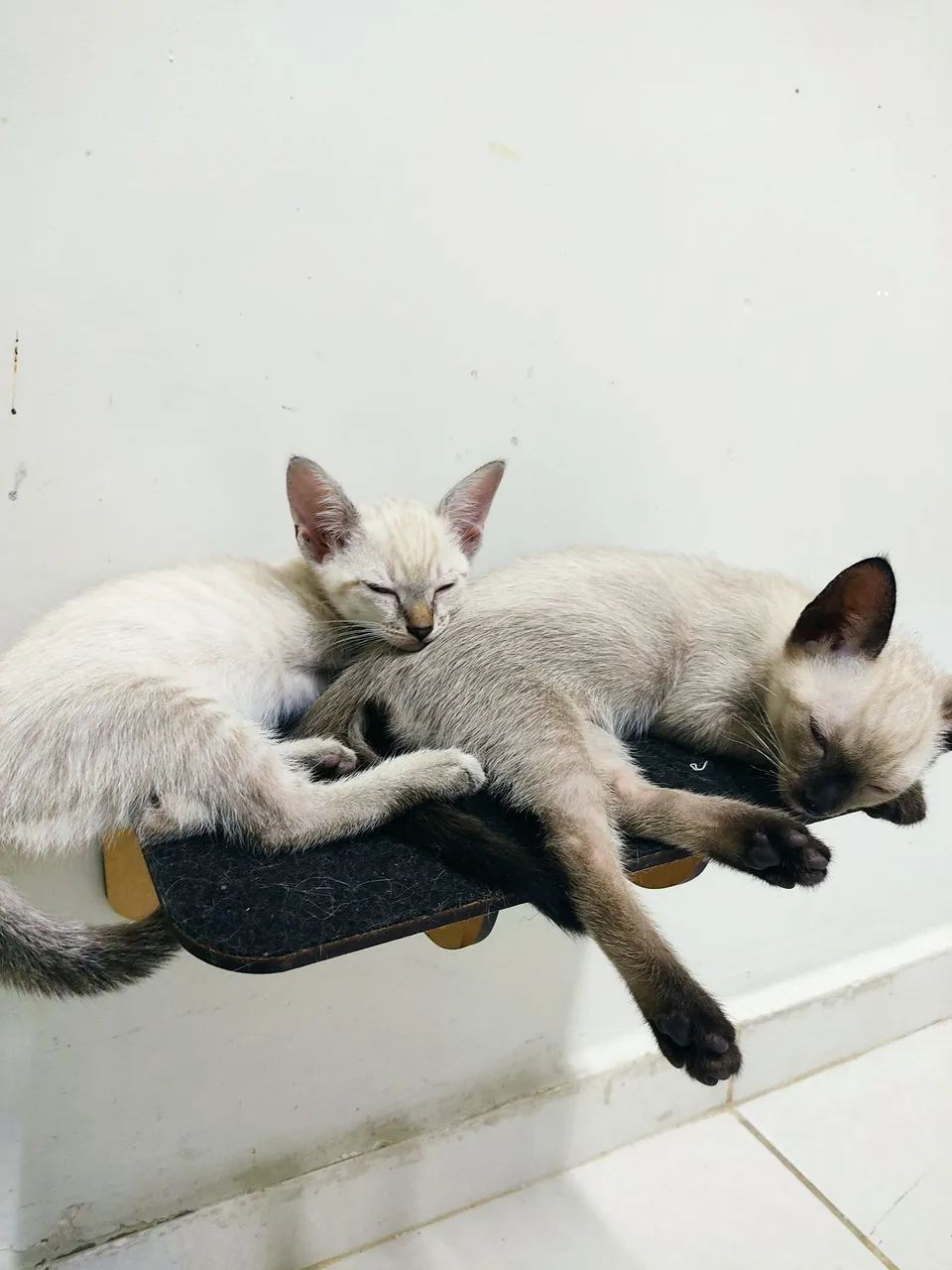 Gatinhos Siameses para Adoção responsável