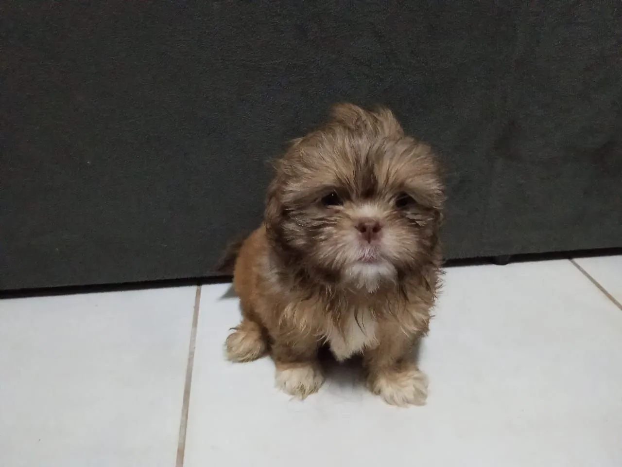 Filhote Shih Tzu Macho - Pelúcia de Patas