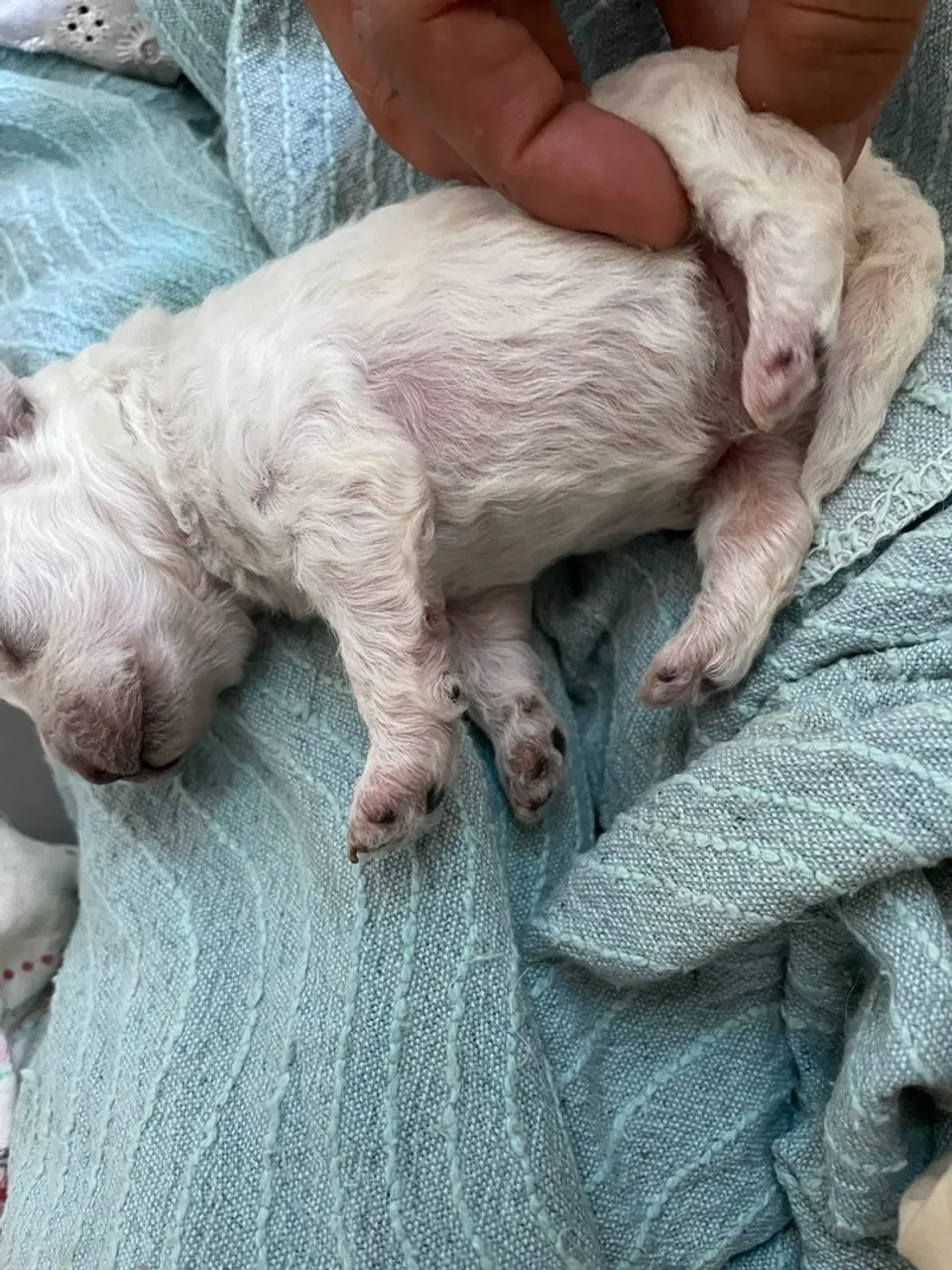 Filhote de Poodle