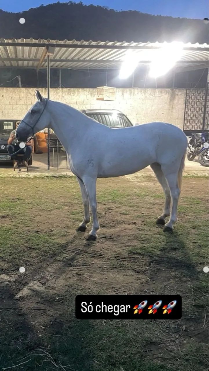 Égua marcha picada tordilha !!! 