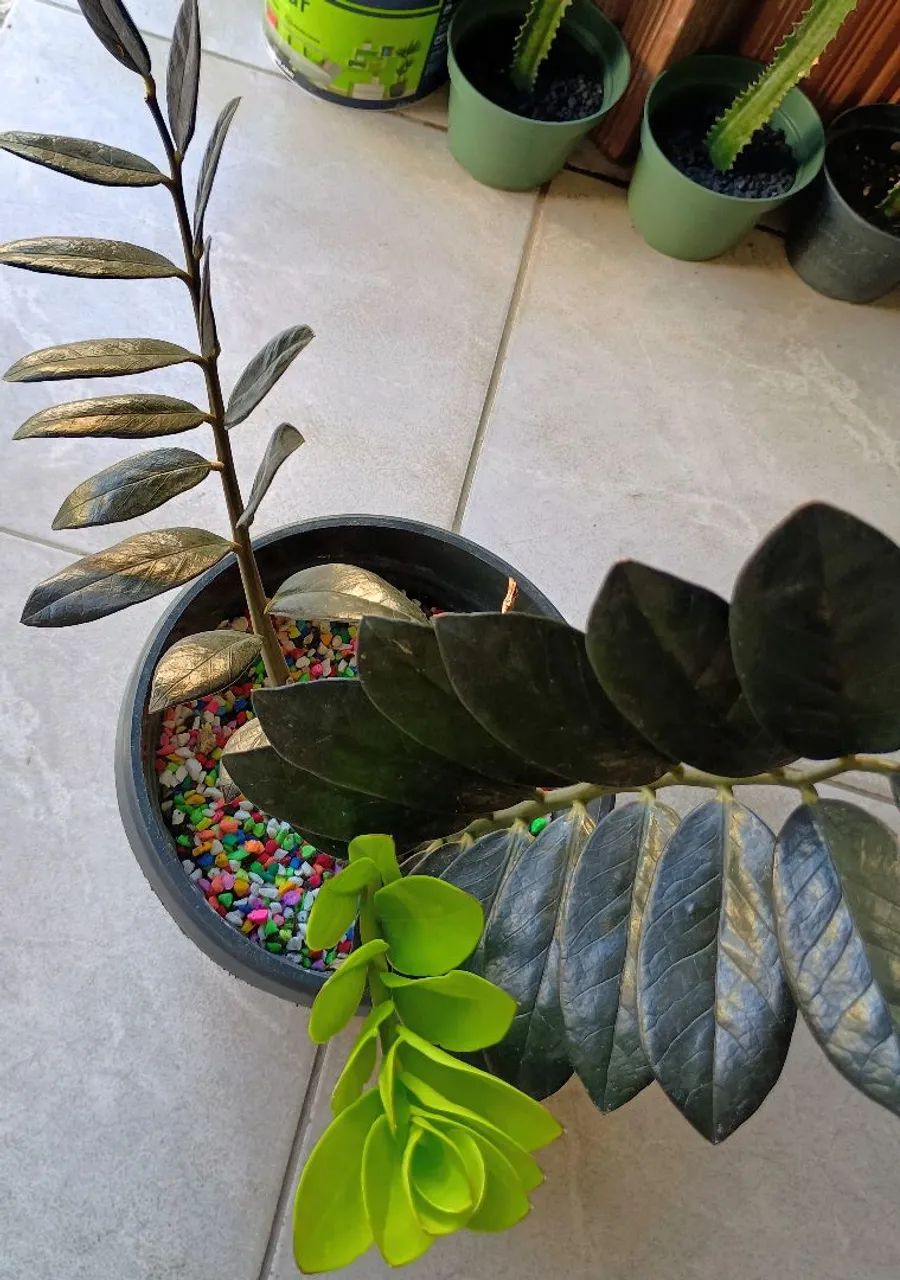 Vendo mudas de Zamiocuca Black Quenn, lindíssima  - Foto 3