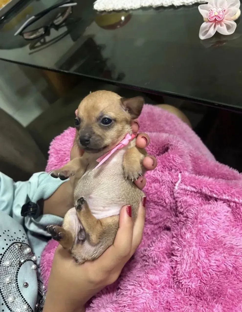 Bem pequenininha e bela - Pinscher Zero fêmea.