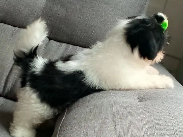 Fêmea com 3 meses  - Foto 4