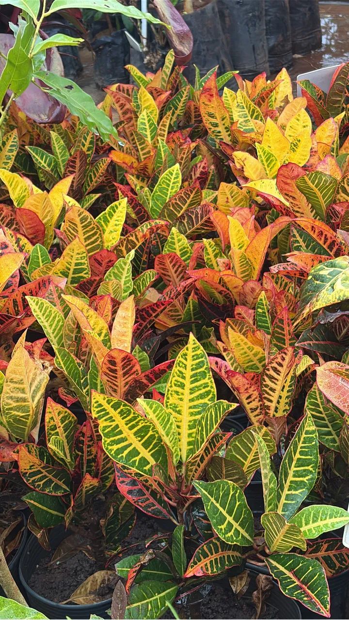 Mudas de Croton Petra 