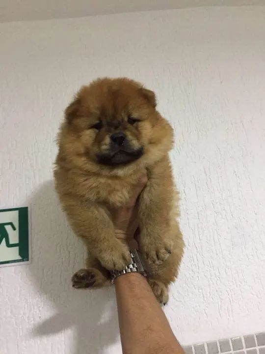 Chow Chow Pacelamento sem juros no cartão.