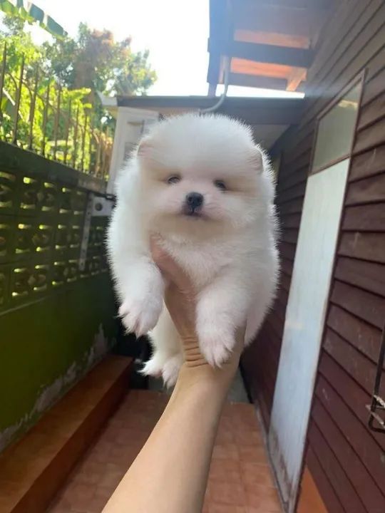 Spitz Alemão, padrão urso e raposa anões, chamar no what's ou ligue * - Foto 5