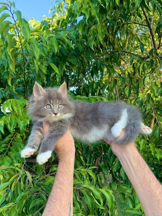 MAINE COON FILHOTE CINZA