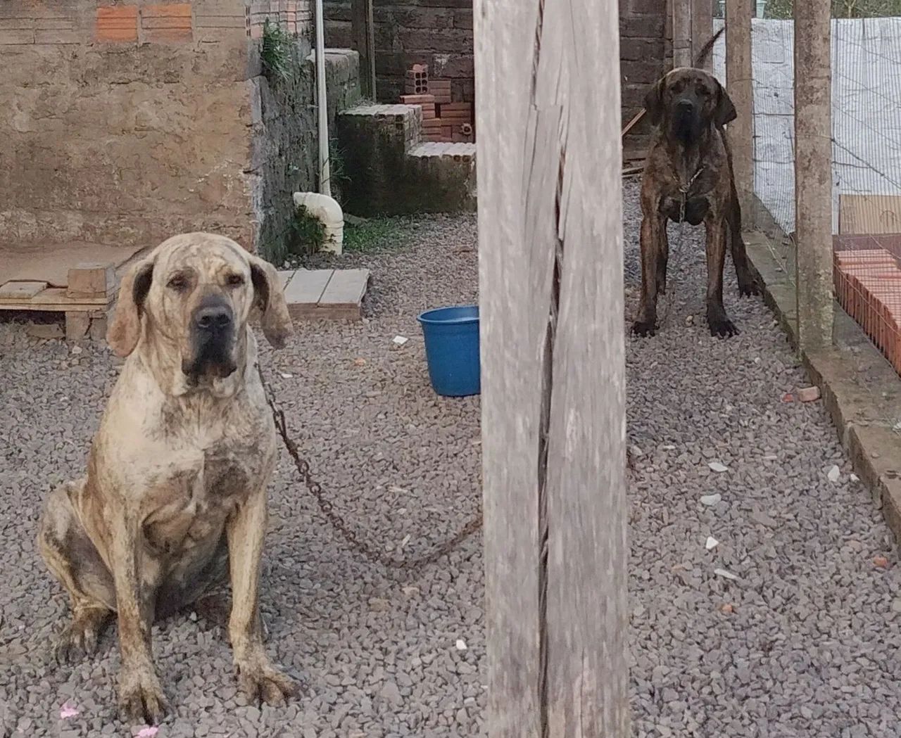 Filhote de Fila Brasileiro - Foto 5