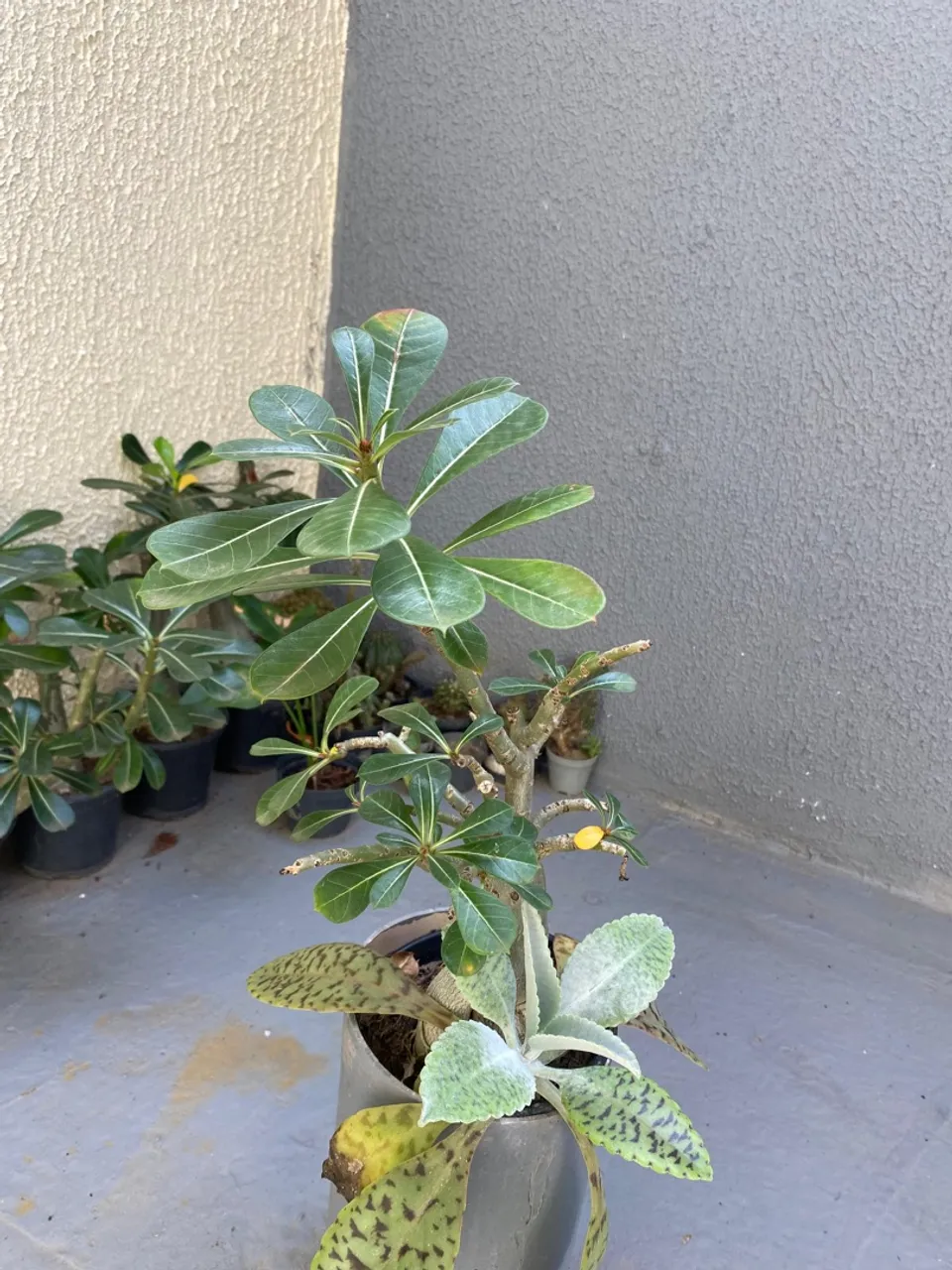 Rosas do deserto 