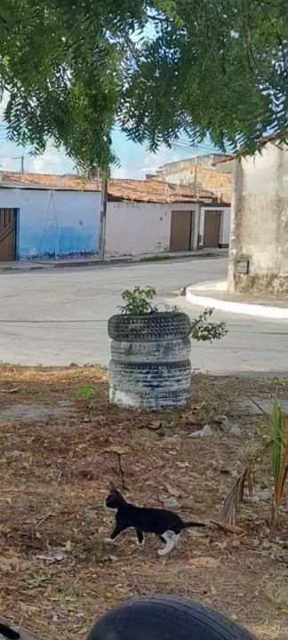 Doação Filhotes - Foto 3