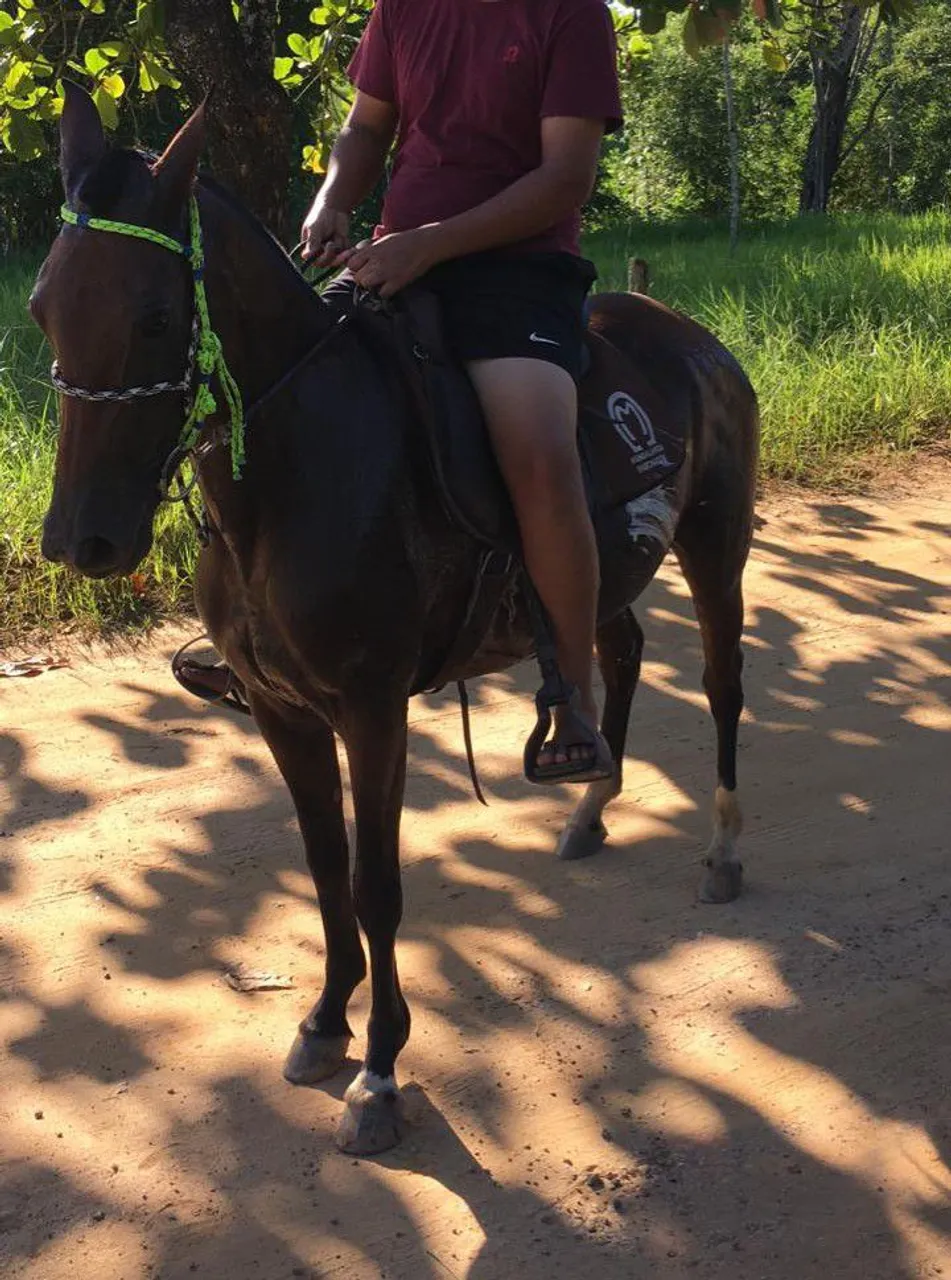 Égua M/ batida