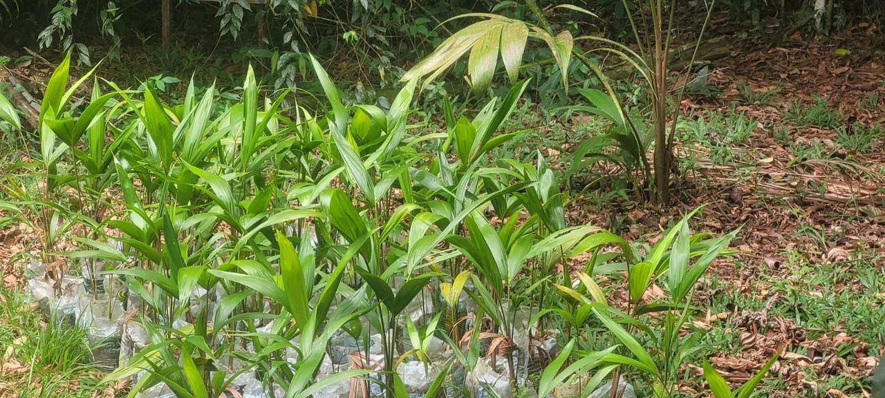 White Açaí Seedlings64292884566145122