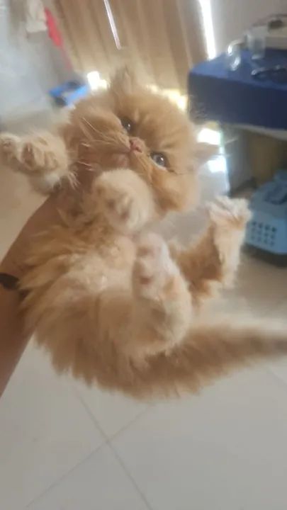 VENDO FILHOTES PERSAS - Foto 2