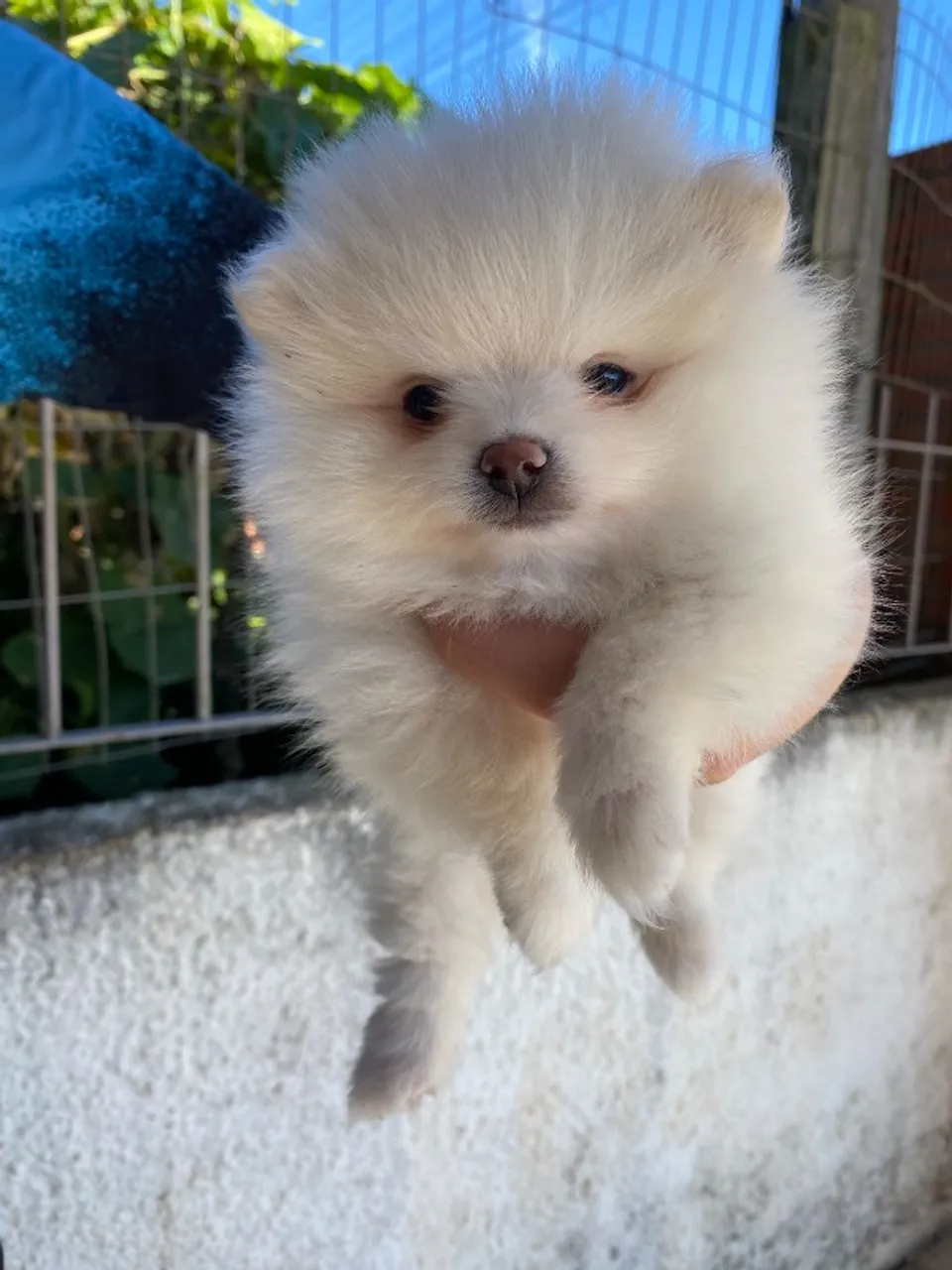 Lulu da Pomerania