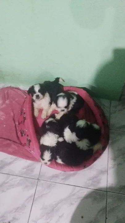 Filhotes de Shih Tzu - Foto 3