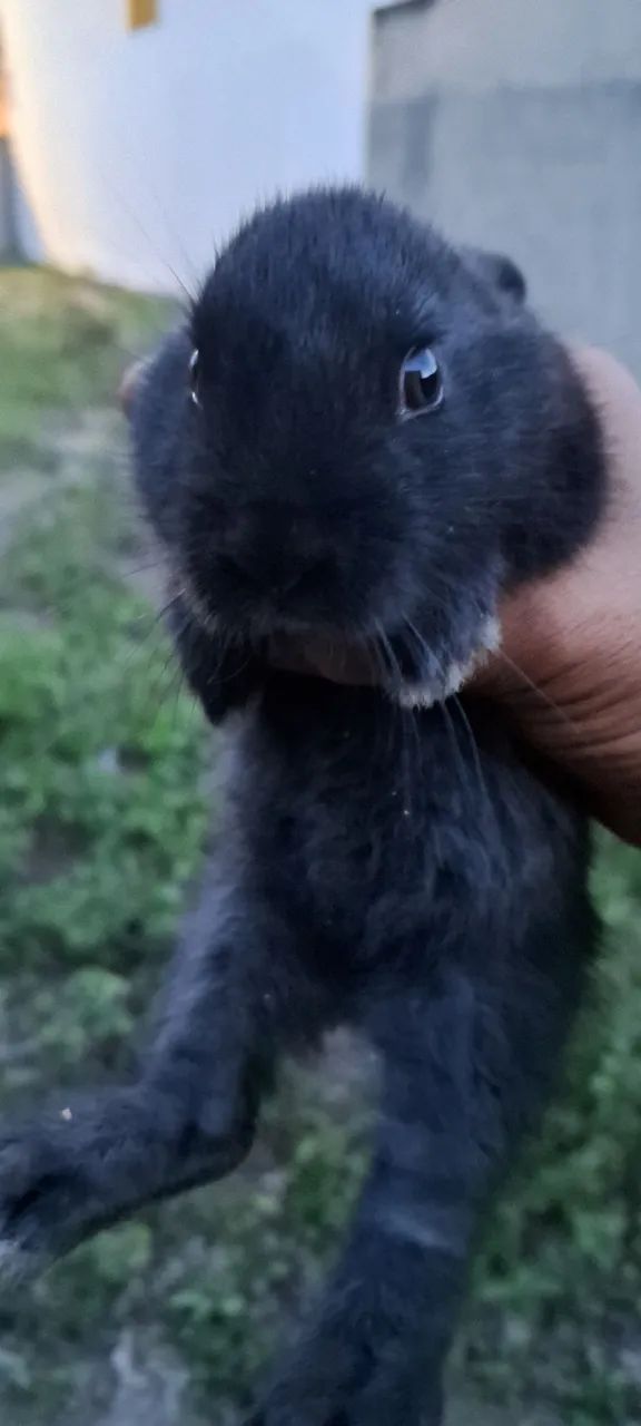 Lindos filhotes de coelhos  - Foto 5