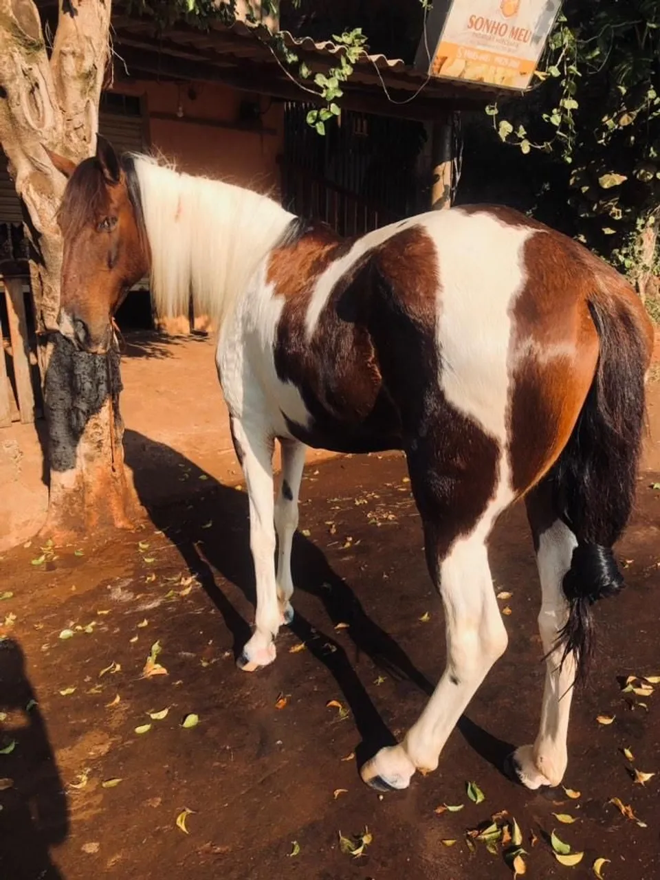 Égua prenha mangalarga