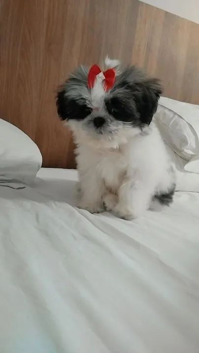 Shih Tzu Fêmea - Filhote