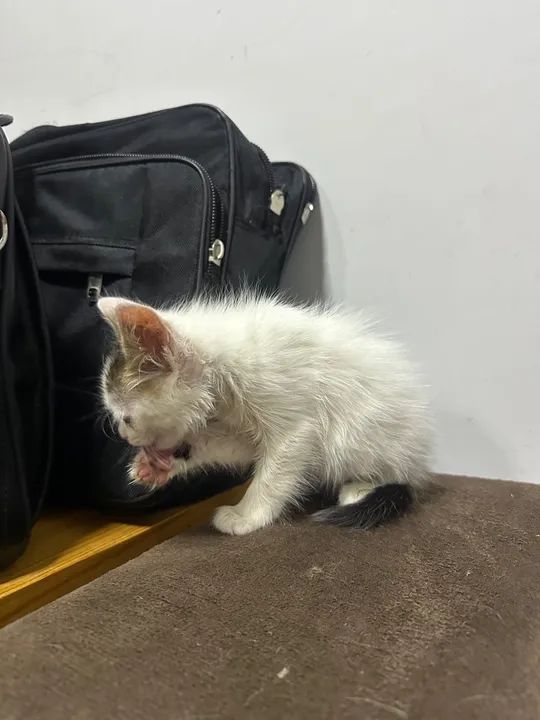 Gatinha disponível para adoção - Foto 5