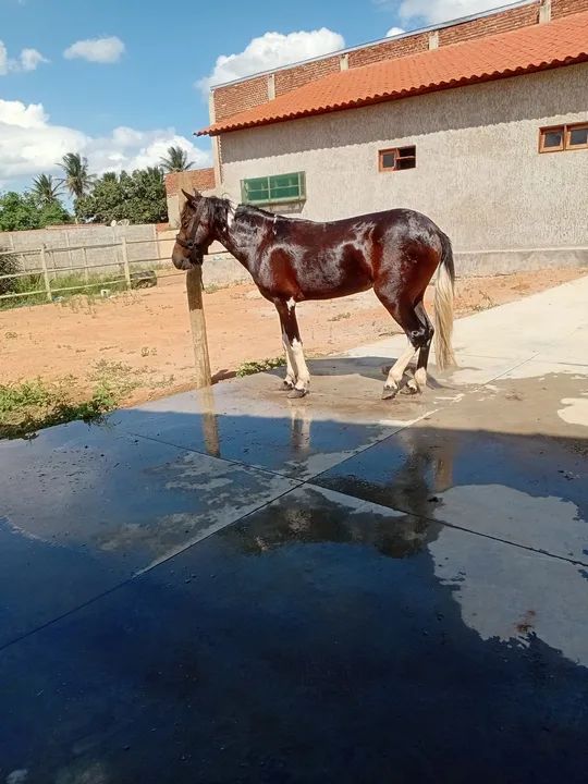 Piquira adulta. - Foto 3