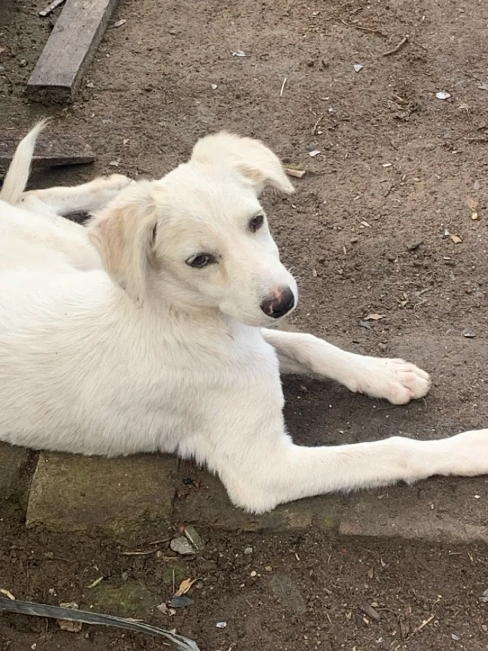 Filhote de cão adorável para adoção