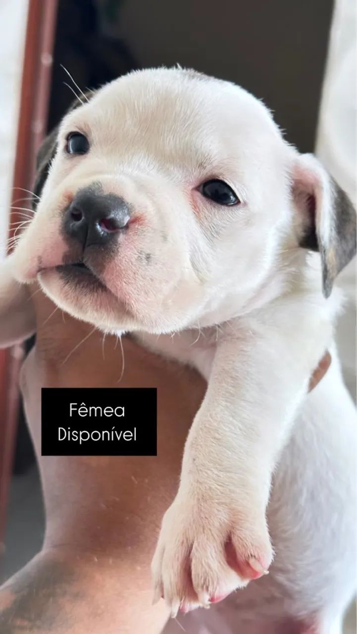 Urgente vendo American Bully  - Foto 4
