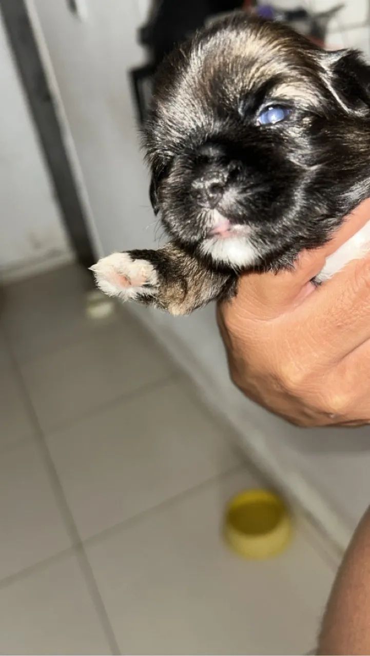 Shih tzu  - Foto 3