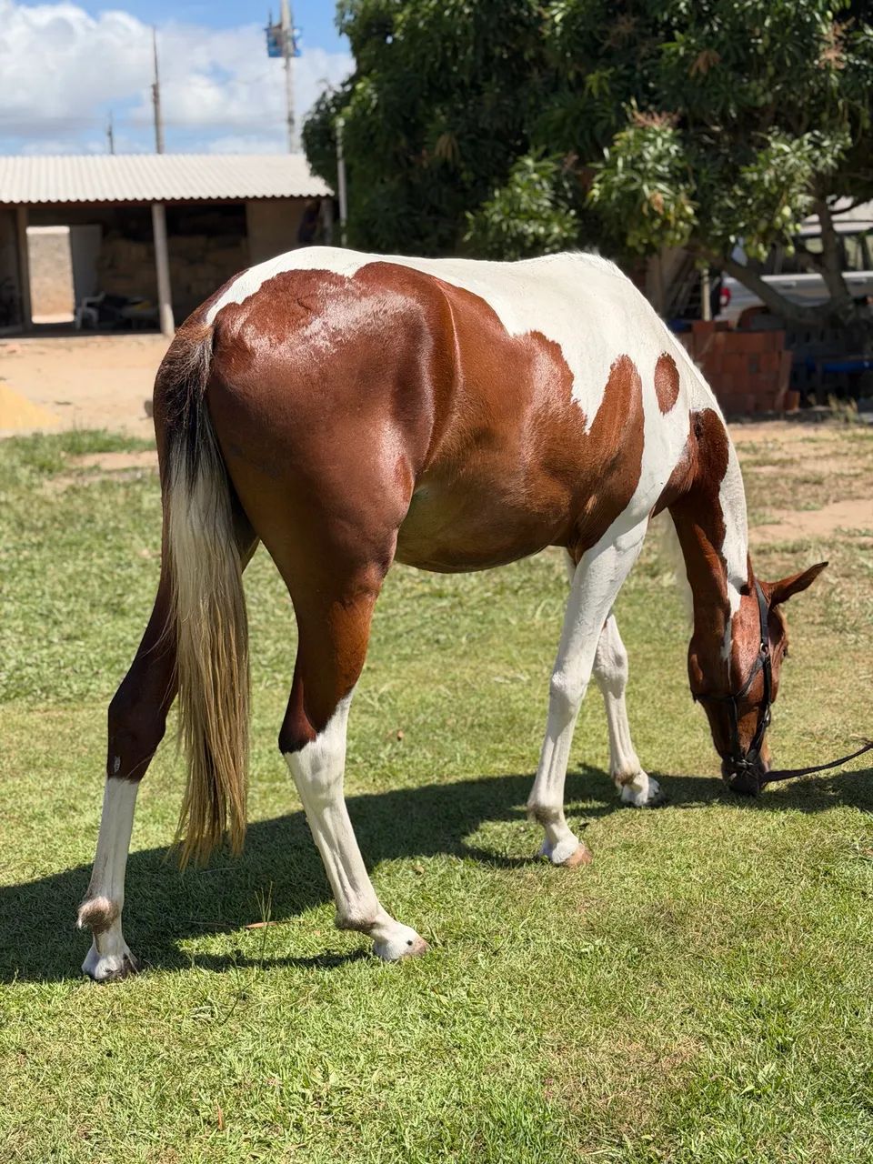 Égua Mangalarga 2 anos potra registrada - Foto 4