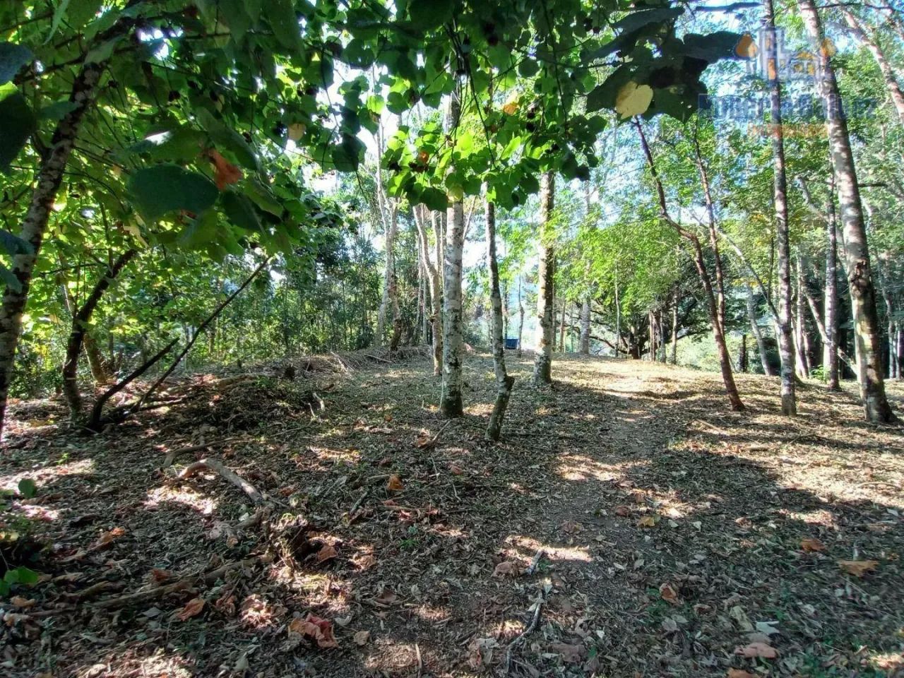 Terreno com boa topografia - Nova Friburgo/RJ - Foto 5