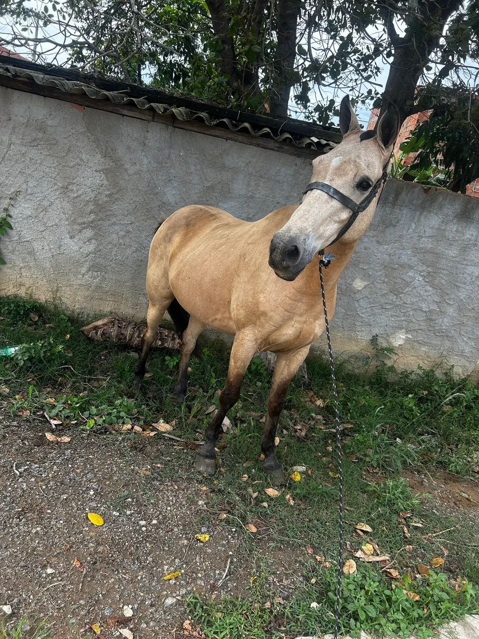 Cavalo quarto de Milha  - Foto 3