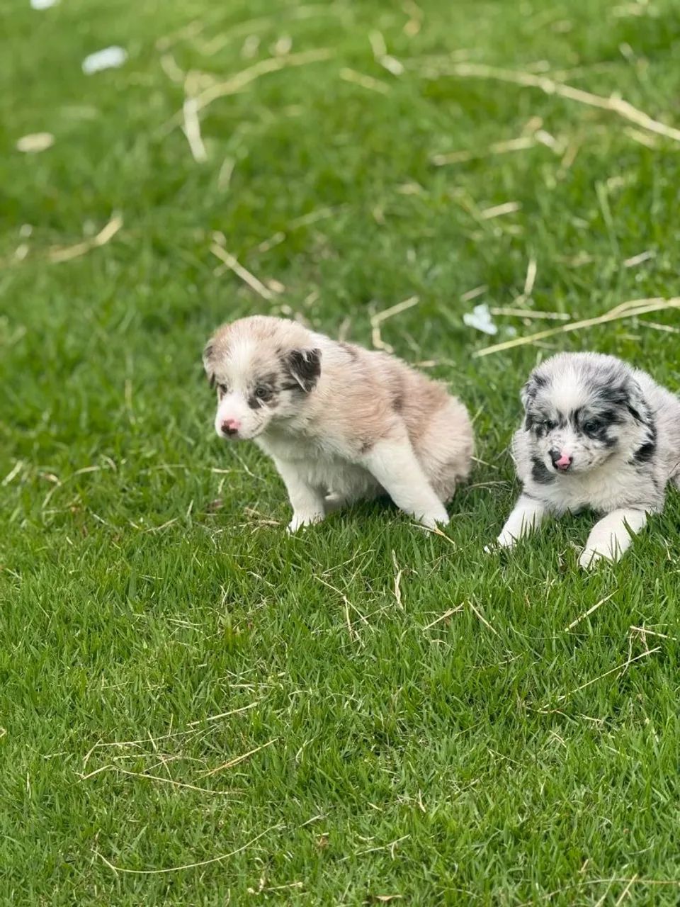 Border collie para fazer surpresa no dia doze