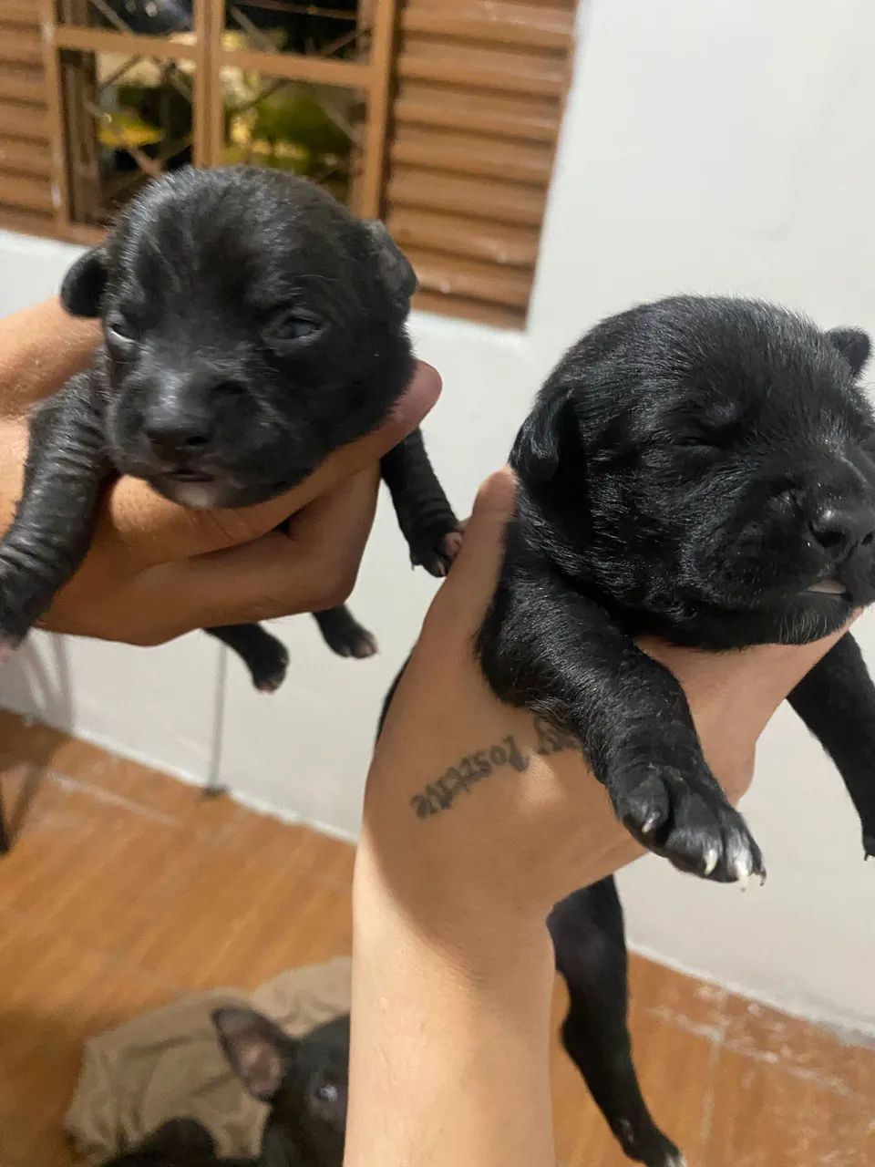 Pet doação  - Foto 5