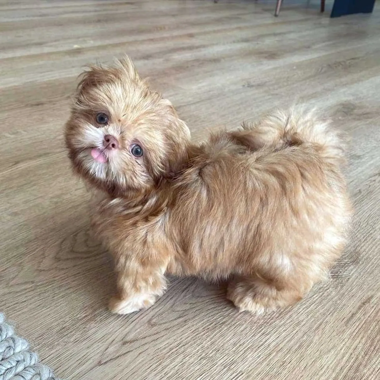Shih Tzu Filhote Fofa e charmosa FEMEA chocolate