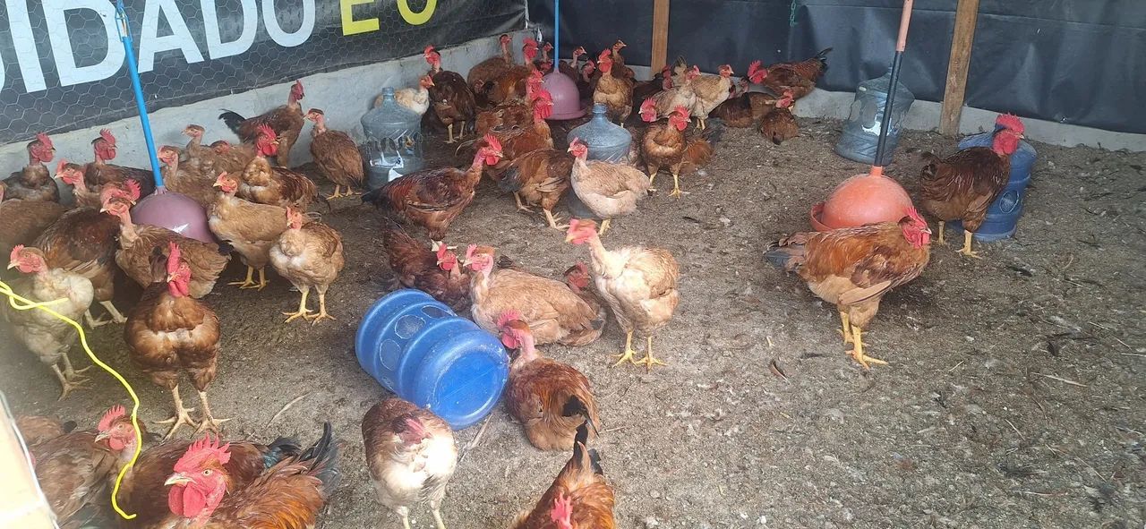 Chácara maravilhosa no Rajadinha-DF. PERTINHO DO ASFALTO .