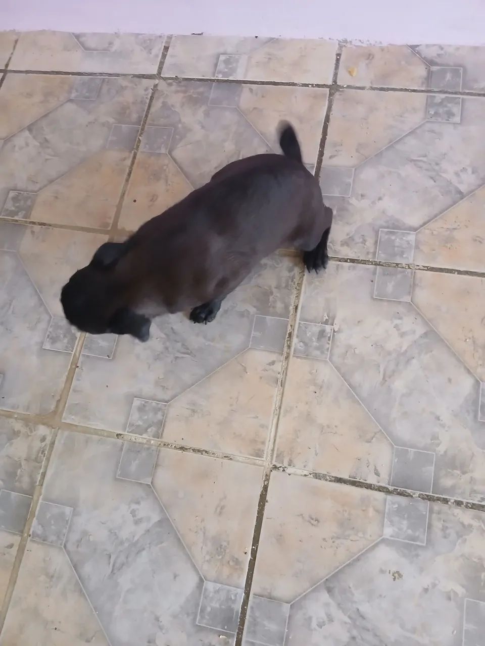 Filhote de Pug - Adorável e Brincalhão - Foto 5