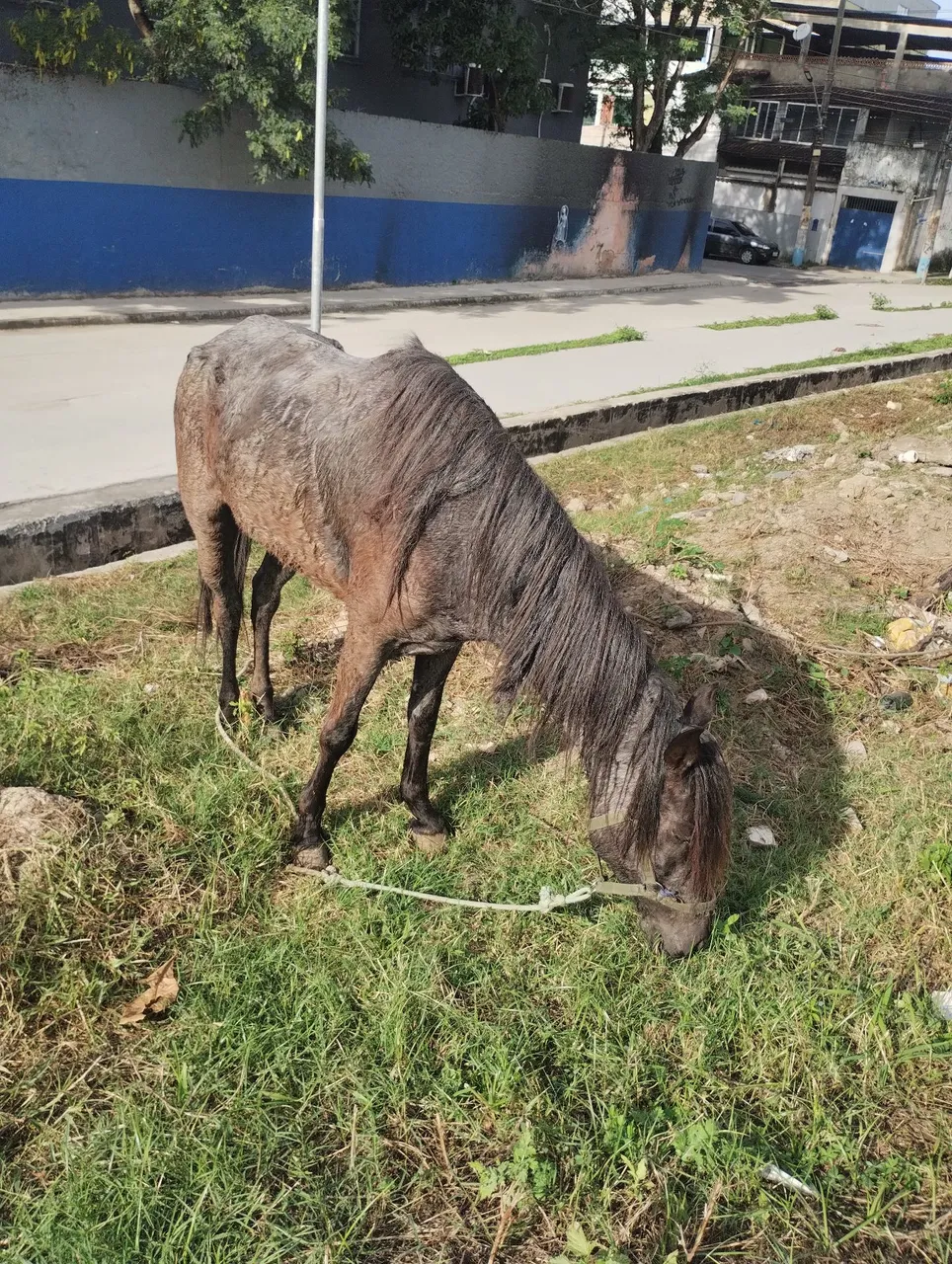 Égua para venda