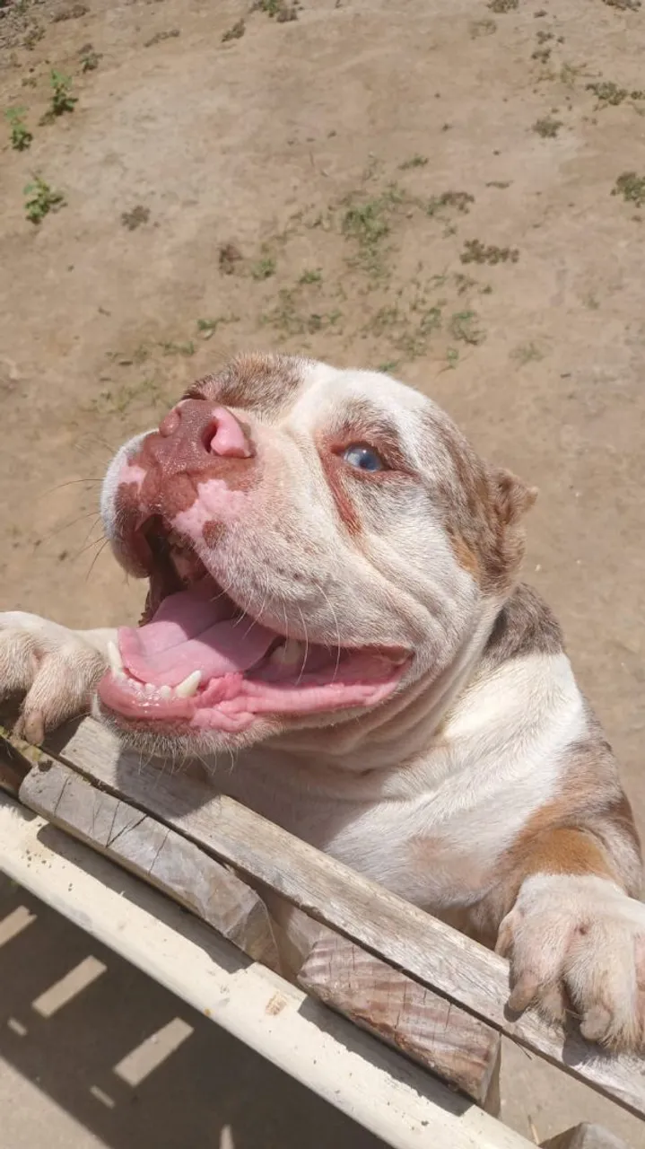 American Bully disponível!