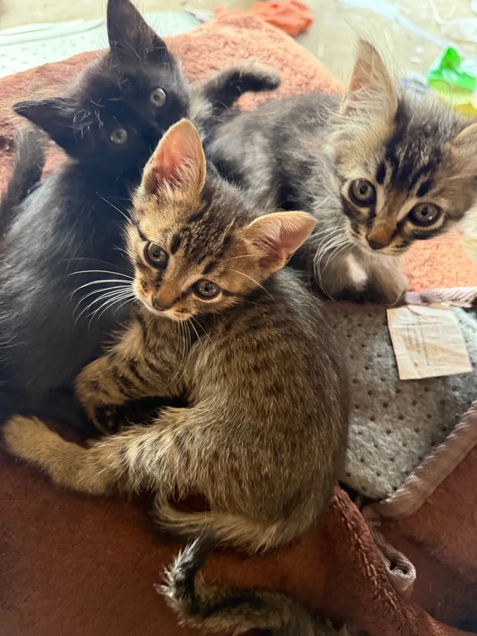 6 Gatinhos Lindos para Adoção